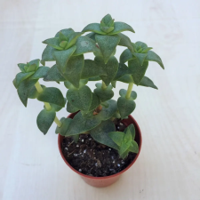  Crassula perforata fa és növény