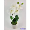  Cserepes gumi orchidea 39 cm - Fehér