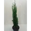  Cupressus sempervirens 'Totem' - Európai ciprus