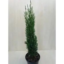  Cupressus sempervirens 'Totem' - Európai ciprus fa és növény