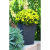 CURVER Keter Rattan kaspó S 23,6 l grafit (228978)