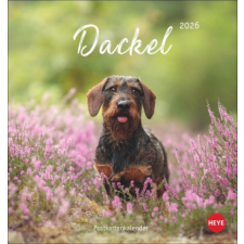  Dackel Postkartenkalender 2026 naptár, kalendárium