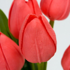 DC Tulipán csokor 5 ágú lazac dekoráció