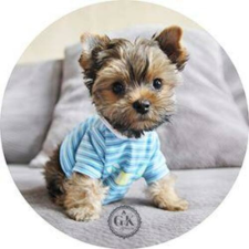 DEKORA Kék pólós kiskutya tortaostya sütés és főzés