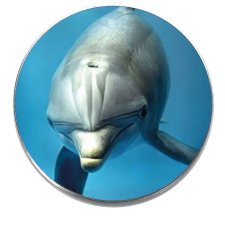  Delfin kitűző kitűző