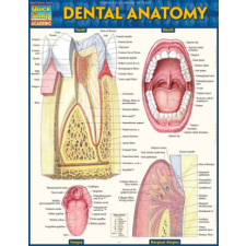 DENTAL ANATOMY – Vincent Perez naptár, kalendárium