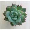  Echeveria 'Ben Badis'