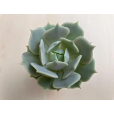  Echeveria Lola fa és növény