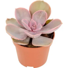  Echeveria Perle von Nürnberg fa és növény