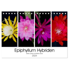  Epiphyllum-Hybriden (Tischkalender 2024 DIN A5 quer), CALVENDO Monatskalender naptár, kalendárium