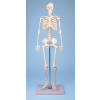  ERLER ZIMMER emberi csontváz – „TOM” kicsinyített modell