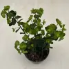  Euphorbia - Kutyatej