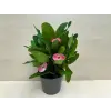  Euphorbia Tiara Chalotte Rose - Nagyvirágú pompás kutyatej