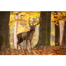  Falmatrica Animal32 Deer, 350 x 200 cm tapéta, díszléc és más dekoráció