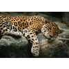  Falmatrica Animal49 Jaguár sziklán, 250 x 150 cm