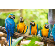  Falmatrica Birds7, 200 x 150 cm tapéta, díszléc és más dekoráció