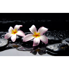  Fehér orchidea tapéta, 400 x 250 cm tapéta, díszléc és más dekoráció