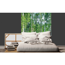  Fehér törzsű fák, poszter tapéta 225*250 cm tapéta, díszléc és más dekoráció