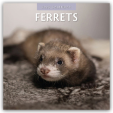 Ferrets - Frettchen 2025 - 16-Monatskalender – Red Robin Publishing Ltd naptár, kalendárium