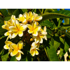  Flori54 öntapadós tapéta, 200 x 150 cm tapéta, díszléc és más dekoráció