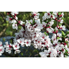  Flori74 matrica tapéta, 250 x 150 cm tapéta, díszléc és más dekoráció