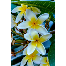  Flori93 matrica tapéta, 250 x 150 cm tapéta, díszléc és más dekoráció