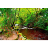  Folyó a zöld erdőből tapéta, 300 x 200 cm