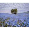  Fotótapéta Fa kék virágos mezőben, 300 x 200 cm