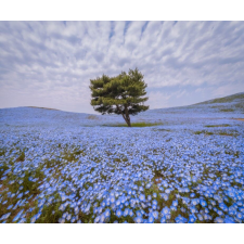  Fotótapéta Fa kék virágos mezőben, 350 x 250 cm tapéta, díszléc és más dekoráció