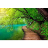  Fotótapéta Fapadló a folyó felett az erdőben, 350 x 200 cm