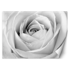  Fotótapéta, Fehér rózsa virágok makro - 254x184 cm tapéta, díszléc és más dekoráció