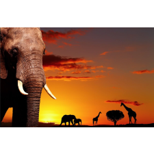  Fotótapéta Savannah alkonyatkor, 400 x 250 cm tapéta, díszléc és más dekoráció