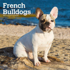  French Bulldogs 2024 Square naptár, kalendárium