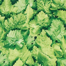 Gekkofix Öntapadós Nature fólia - tapéta - Levelek (45 cm szélesség) tapéta, díszléc és más dekoráció