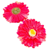  Gerbera virágfej fukszia 12cm 4 darabos csomagban rendelhető (darab ár!)