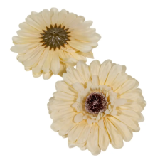  Gerbera virágfej őszi krém 12cm 4 darabos csomagban rendelhető (darab ár!) dekorációs kellék