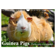  Guinea Pigs Delicate creatures (Wall Calendar 2024 DIN A4 landscape), CALVENDO 12 Month Wall Calendar naptár, kalendárium