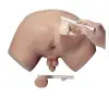 Gyakorló modell prosztatavizsgálathoz