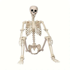 Halloween csontváz dekoráció, 40cm, mozgatható ízületekkel dekoráció