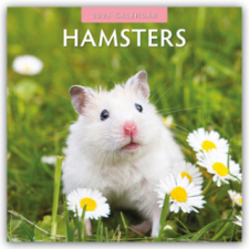 Hamsters - Hamster 2025 - 16-Monatskalender naptár, kalendárium