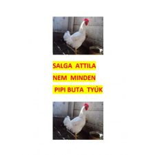 HELMA Nem minden Pipi buta tyúk irodalom