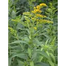  Herbatrend aranyvesszőfű 40 g 40 g gyógytea