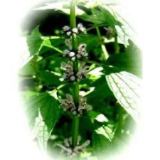 Herbatrend szúrós gyöngyajakfű gyógynövénytea, 40 g gyógytea