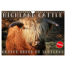  Highland Cattle - Native Breed of Scotland (Wall Calendar 2024 DIN A4 landscape), CALVENDO 12 Month Wall Calendar naptár, kalendárium