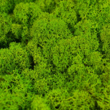 Hobbibázis Izlandi zuzmó 40g/csomag világoszöld dekorációs kellék