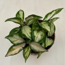  Hoya carnosa 'Tricolor' - Tarka viaszvirág fa és növény