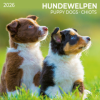  Hundewelpen/Puppy Dogs 2026 (Kalendář/Diář)