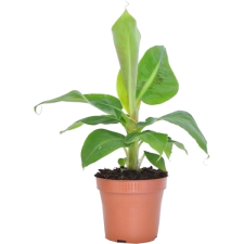 IBH DÍSZBANÁN (MUSA TROPICANA) fa és növény