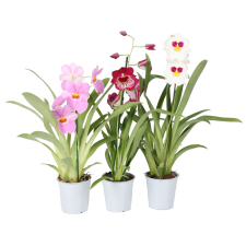 IBH MILTONIA ORCHIDEA MIX CS: 12 CM fa és növény