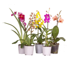 IBH ORCHIDEA MIX CS: 12 CM (DENDROBIUM,ONC, MILT,CAMB.) fa és növény